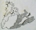 1 - Tavola tratta da Bertoloni (1819b)